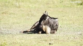 Amazing wildebeest giving birth