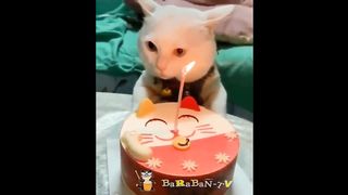Fabulously funny cats! A selection of jokes with cats, cats and kittens.