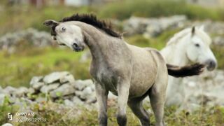 Horse Running on Grassland