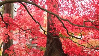 Autumn ????????????