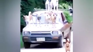 Dogs vs Monkeys