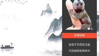 animal 33