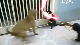 animal 47