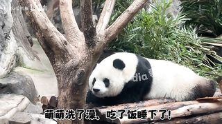 animal 38