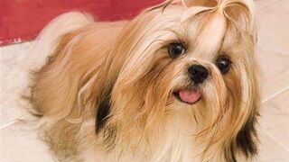 Dog Haircuts Styles