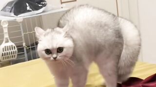 Angry ???? Cat's on the fight