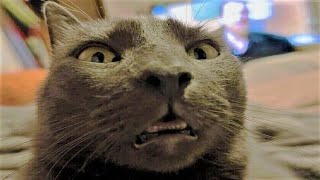 Funny Animals Videos 2023 ???? - Funniest Dogs And Cats Videos ????