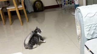 cat playing with straws