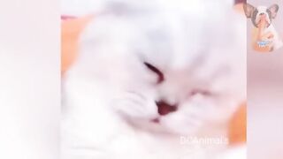 Funny Cats Videos - Cute Cat Compilation |OMGVSo Cute and Funny Cat Video 2022 | NEW