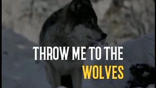 Motivational Status of Wolf 2023 - Latest video
