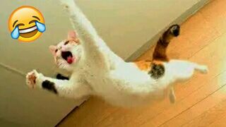 Funny Animal Videos 2023 || Funny Cat Videos - Funny Dog Videos