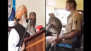 MONKEY DRIVING BUS