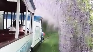 Riding Through a Tunnel of Beautiful Flowers