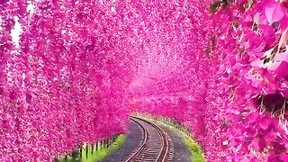A Journey Through a Spectacular Tunnel of Flowers