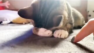 funny cat style angry mood