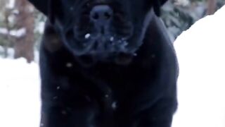 Cute pet 2