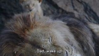 Animal kingdom: Lion king