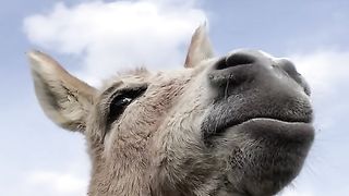 donkey feeding video #778 #gll