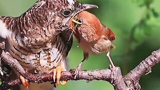 bird feeding processes #feed