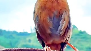 gifted bird #viral #tags