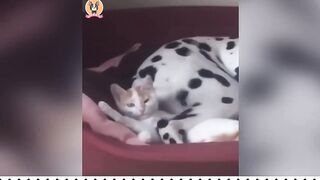 Olha o gatinho ????