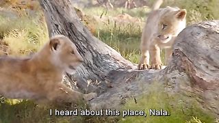 Animal kingdom: The lion king