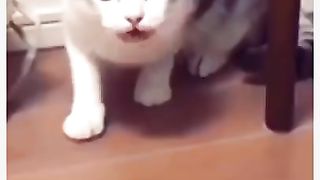 Кот и молоко