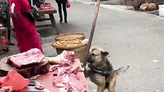 Обученная сабачка