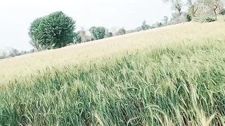 Gandom#baraish ki tbah karian