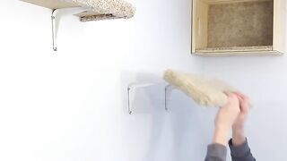 Кот скалалаз