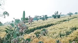 Barish sy kisaan ko nuqsan