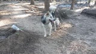 Husky 2