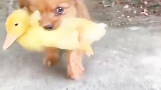 Animal love 2