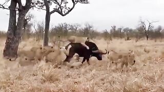 Lion attack 2