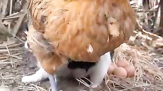 Hen vs dog