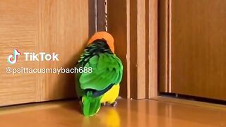 Funny Parrots.