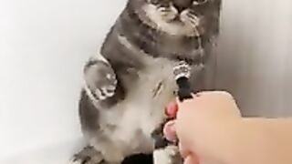 Кот вася