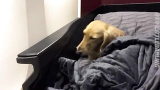 This dog living a higher life than most humans