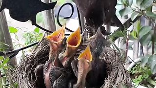 young baby birds feeding #baby #bird #make