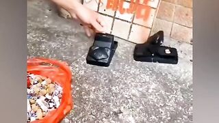 Best mouse trap of all time