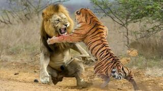 8_Times_Wild_Animals_Surrounds_Its_Prey_So_It_Can't_Escape