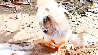 Aseel chicks