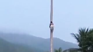 The original spiderman