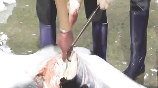 3,800kg Giant whale cutting show