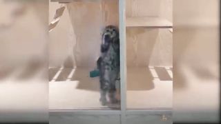 Dog and cats - Funny Dog & Cat Toy Reaction Compilation