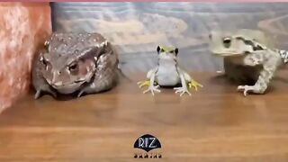 Love these frogs