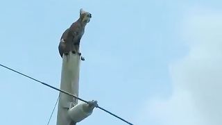 Rescue the leopard stuck on the electric pole