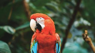 Parrot 3