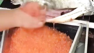 how to artificially breed salmon