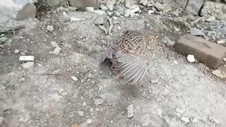 From Crossing To Hatching Eggs Full Video 1